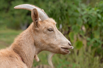 Domestic goat with large horns.Theme animals,animal husbandry.