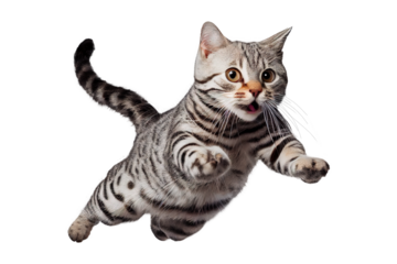  jump American Short hair on isolated white background
