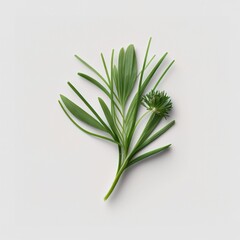 Chive leaf with empty clean background image art graphic design for banner text