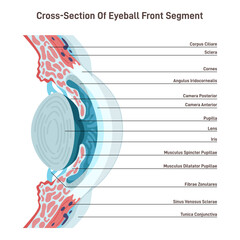 Human eye anatomy. Human vision organ close up cross section