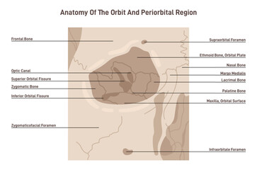 Anatomy of orbit bones. Anatomical scheme of cavity of the skull © inspiring.team