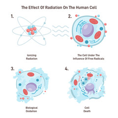 Cell death from ionizing radiation. Free radicals damage a cell structure