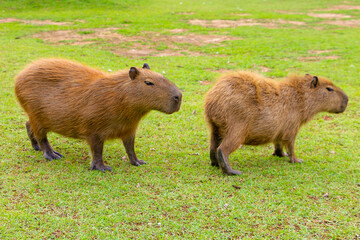 CAPIVARA