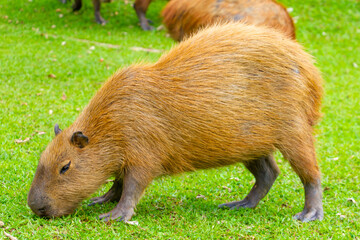 capivara