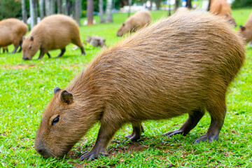 capivara