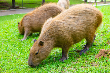 CAPIVARA 