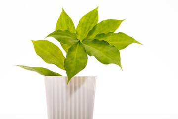 Insulin plant for diabetes illness