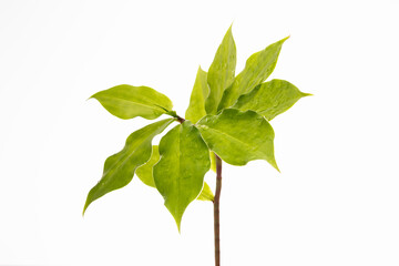 Insulin plant for diabetes illness