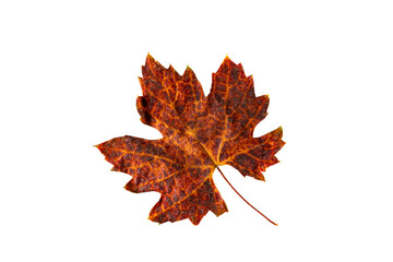 Top view (flat ray) of single dry colorful grapes leaf isolated on white background with clipping path.