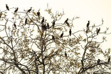 Fototapeta na wymiar Great cormorant (Phalacrocorax carbo) nesting colony on top of a large tree in spring.