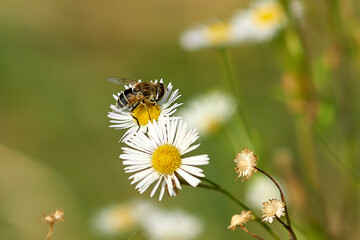 Obraz premium bee on chamomile flower closeup