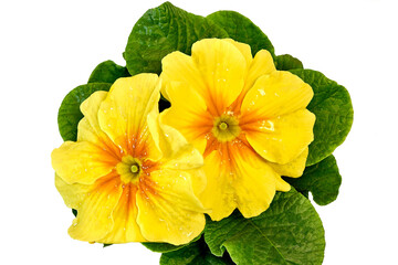 yellow flowers on a white background close-up