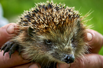 young hedgehog in the arms close-up