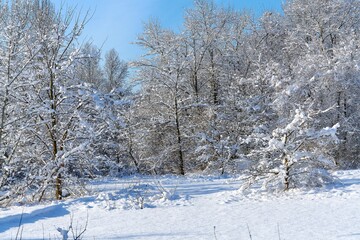 beautiful winter forest in snow, winter landscape