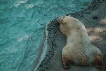Polar bear resting next to a pool in a Zoo