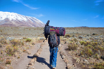 Fototapeta premium A porter carrying heavy load on his head on the way to Kilimanjaro mountain. Tanzania.