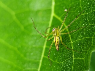 macro photo of a small green spider with fine hairs on its body on a green leaf