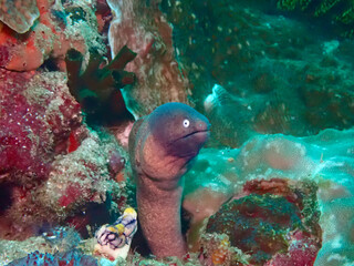 Moray eel peeks out of a hole among corals.