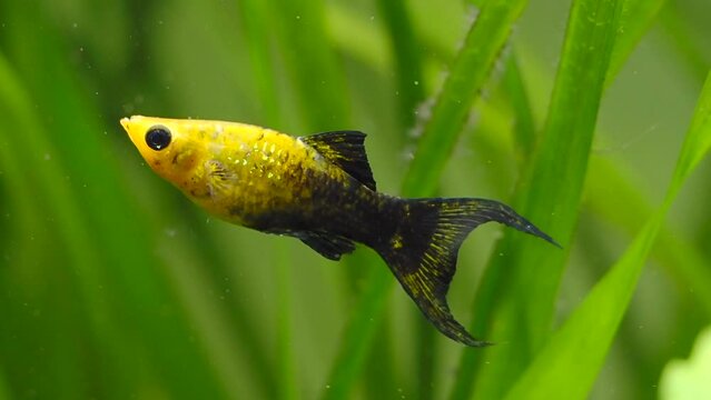 Gold Dust Lyretail Molly swimming in a fish tank