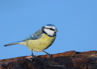 Eurasian blue tit