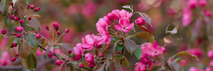 Fototapeta na wymiar Branch of tree ((Malus Makamik) ) in soft pink flowers, decorative apple tree in bloom