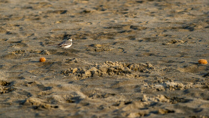 Oiseau sur une plage