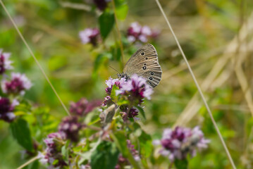 Ringlet (Aphantopus hyperantus) butterfly sitting on a pink flower in Zurich, Switzerland