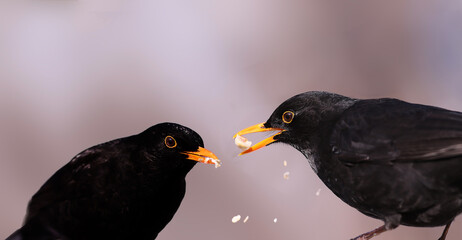 A pair of blackbirds on a blurred background eat sitting in a feeder