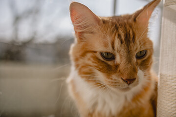 Orange cat on the window