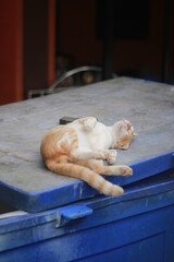 a ginger cat is relax