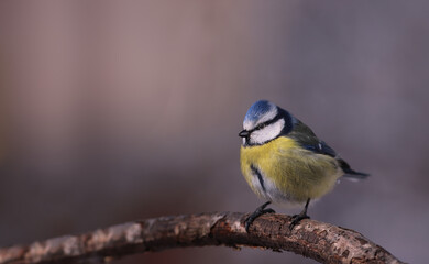 A small blue tit stands on a branch, ruffled in the cold...