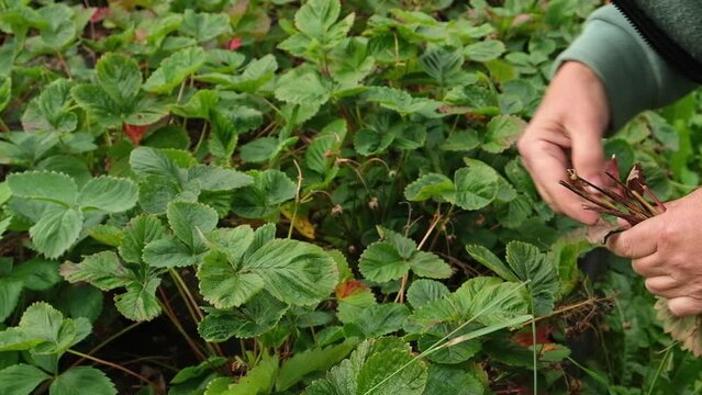 An senior woman gardener remove old leaves, useless, dried, unhealthy leaves, strawberry stolon, kind, runners. Care of the garden and vegetable garden. Remove older, woody plants.