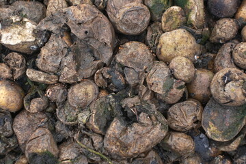 Potato. Lots of rotten potatoes