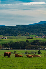 Vacas y Monta&ntilde;as C&aacute;ntabras