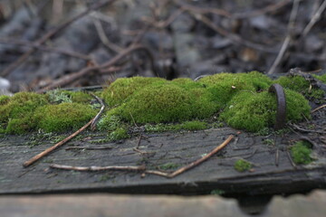 green moss growing on an old wooden board