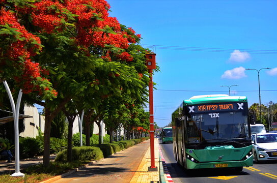 Tel Aviv. Israel. February 2023. Green passenger bus Egged close-up. Israeli public transport. Flowering delonix reggia trees. Highway