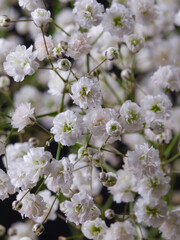 macro shot of a beautiful white flowers