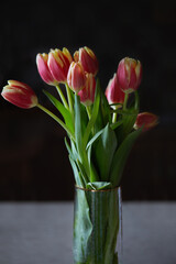 Tulips bouquet in glass vase on dark background. International Women's Day.
