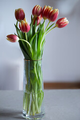 Tulips bouquet in glass vase on white background. Mothers day, International Womens Day.