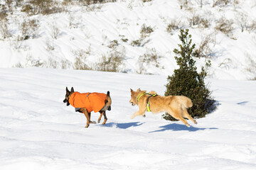 belgian shepherd malinois wearing an orange coat in the snow and border collie crossbreed dog with basque shepherd running together happily