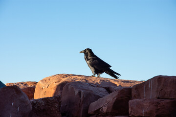 cuervo parado sobre una roca en la montaña