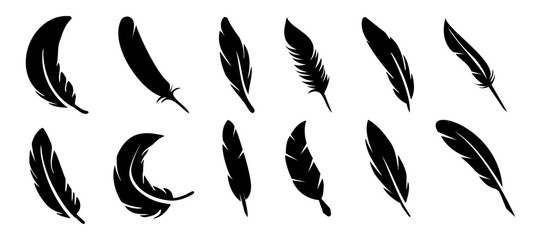 Black bird feather collection. Set of different bird feather