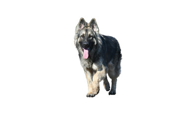 Front view of one walking beautiful long haired german shepherd on a white background.