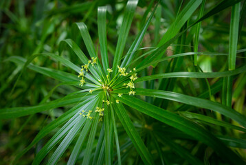 Flowering green papyrus leaf as background.