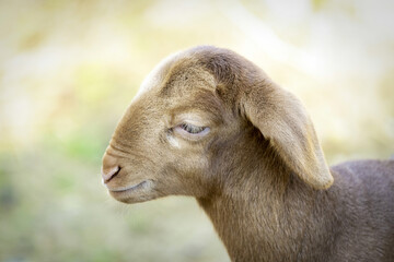 Portrait d'un agneau