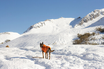 Naklejka premium belgian shepherd malinois dog with orange coat on a winter day in the snowy mountains