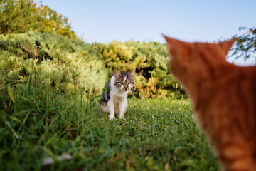 Communication. Two cats in green park.