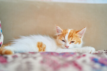 Obraz premium Small sleepy kitten on a pillow.