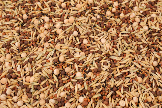 Background of a mixture of grain siderates (peas, mustard, clover, oats).The concept of restoring soil fertility.Organic fertilizer.Formation of humus.Copyspace
