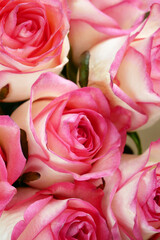 Beautiful fresh pink roses bunch, many roses background, closeup